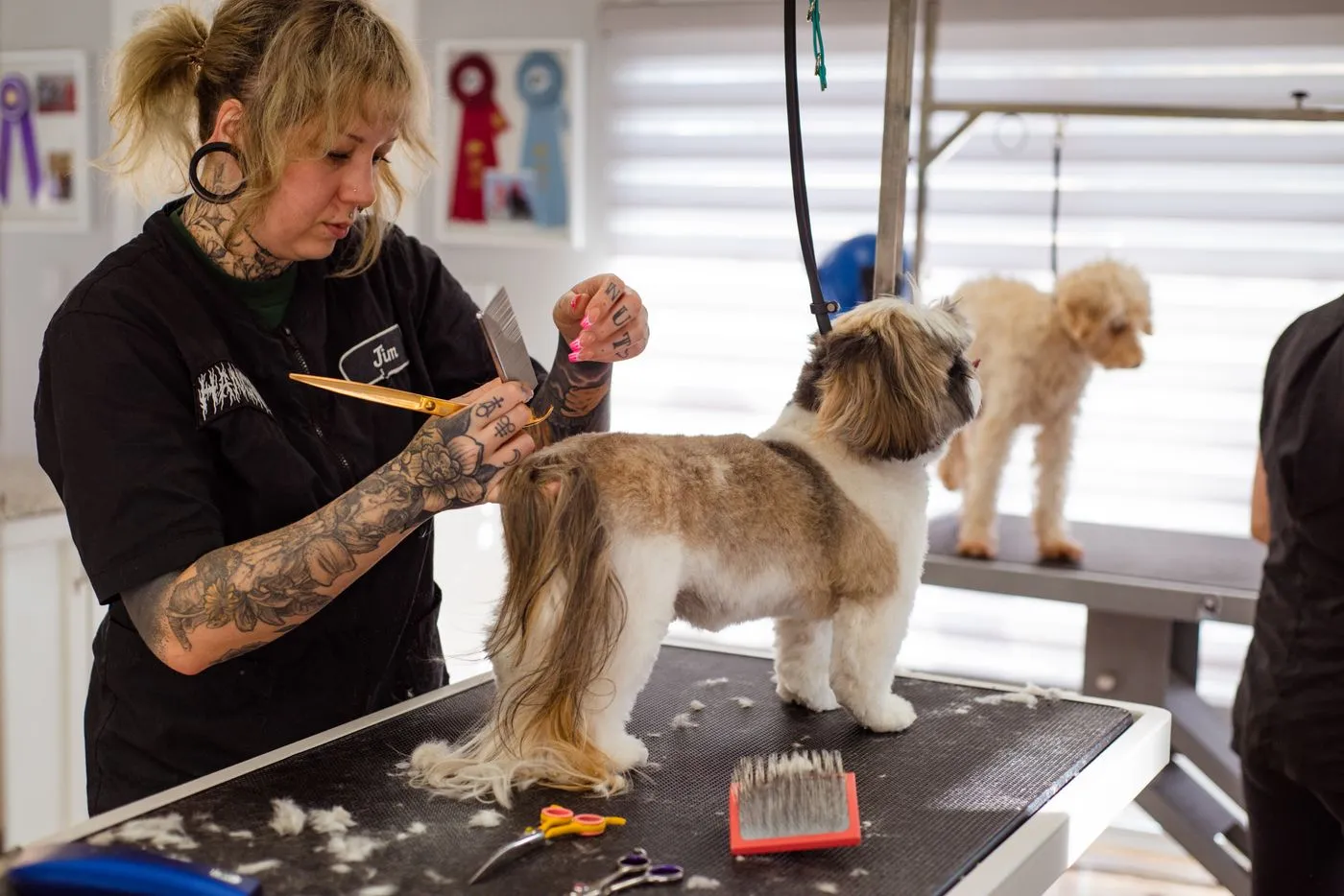 Dog groomer working calmly with a small dog in a bright salon