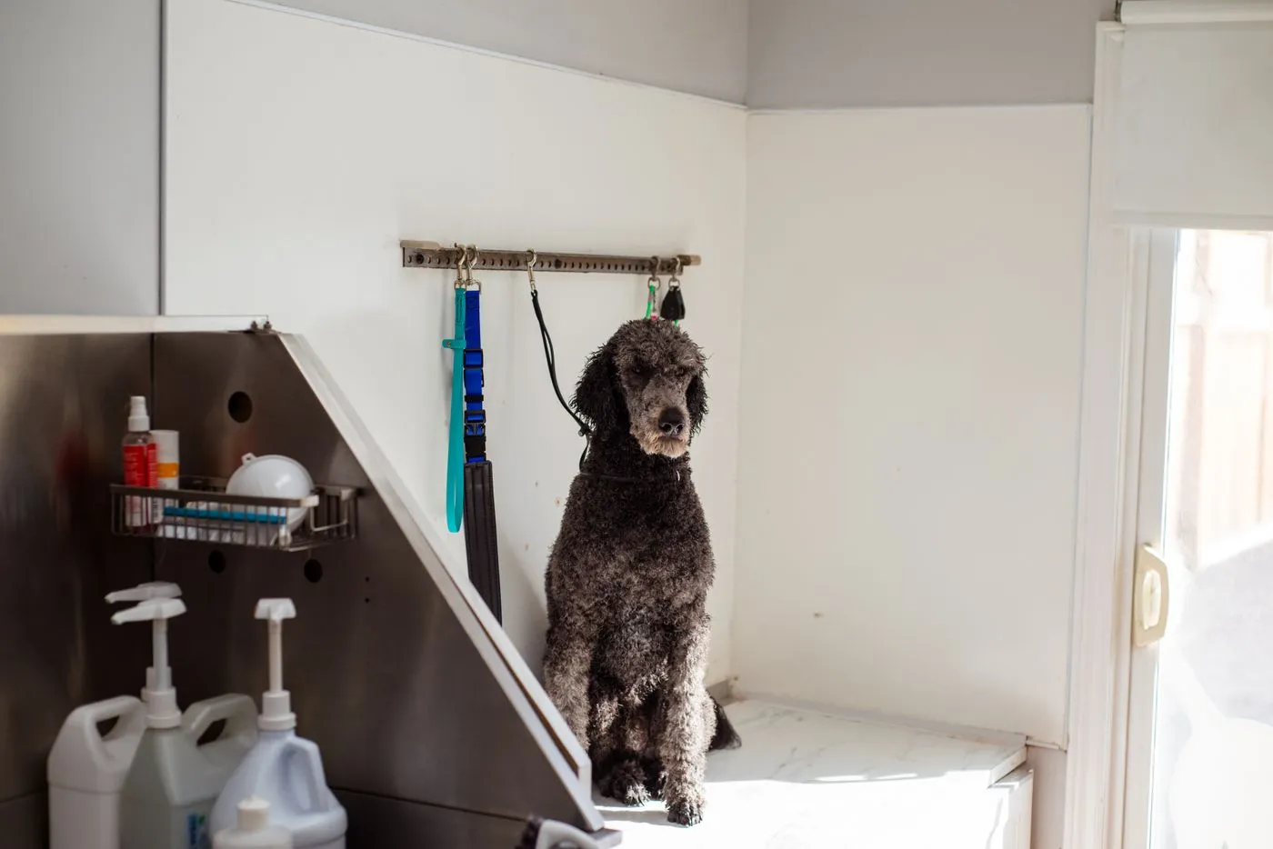 Bright, tidy dog grooming salon with a grooming station and fresh towels