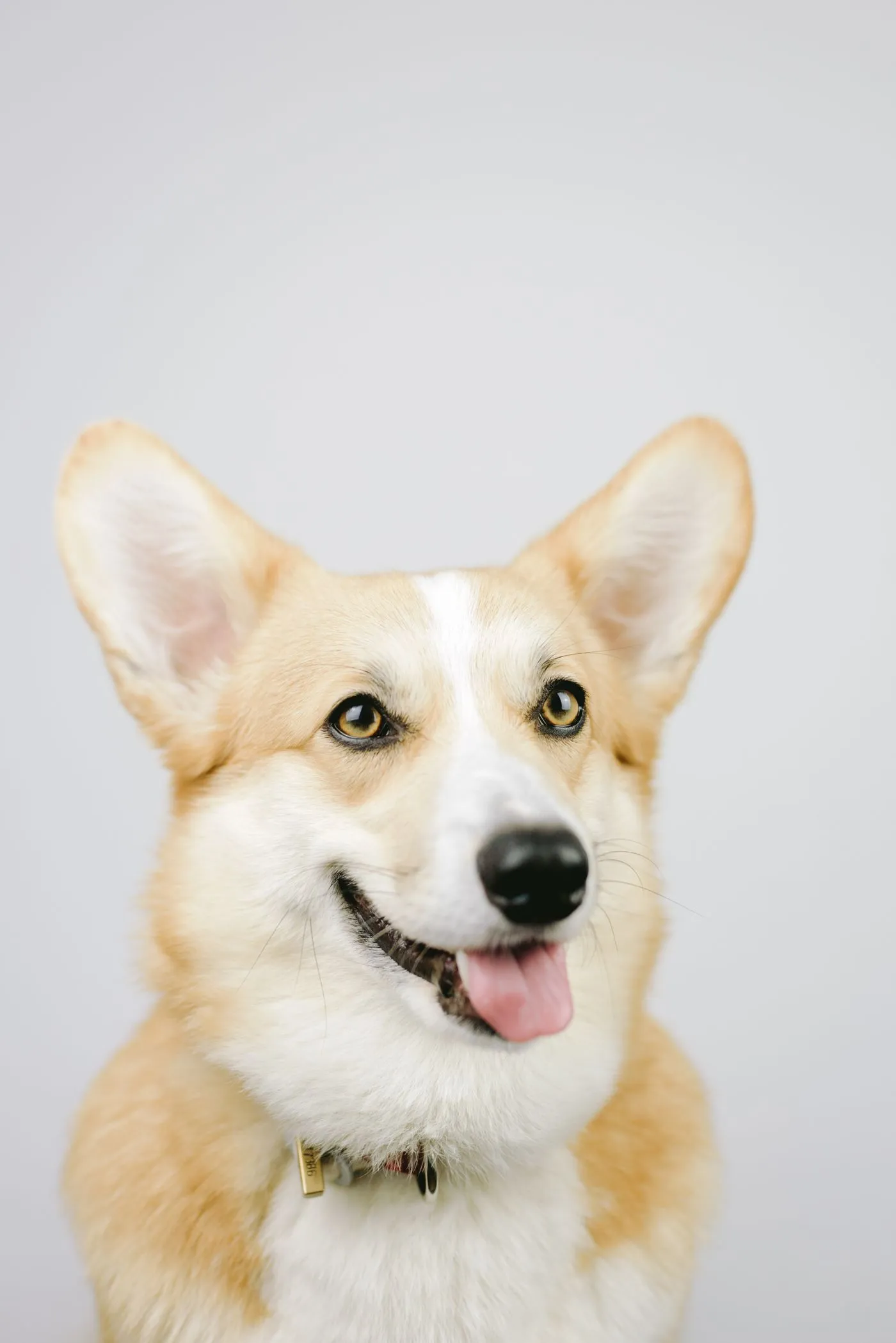Happy corgi with a clean, brushed coat and a big smile after a bath and brush