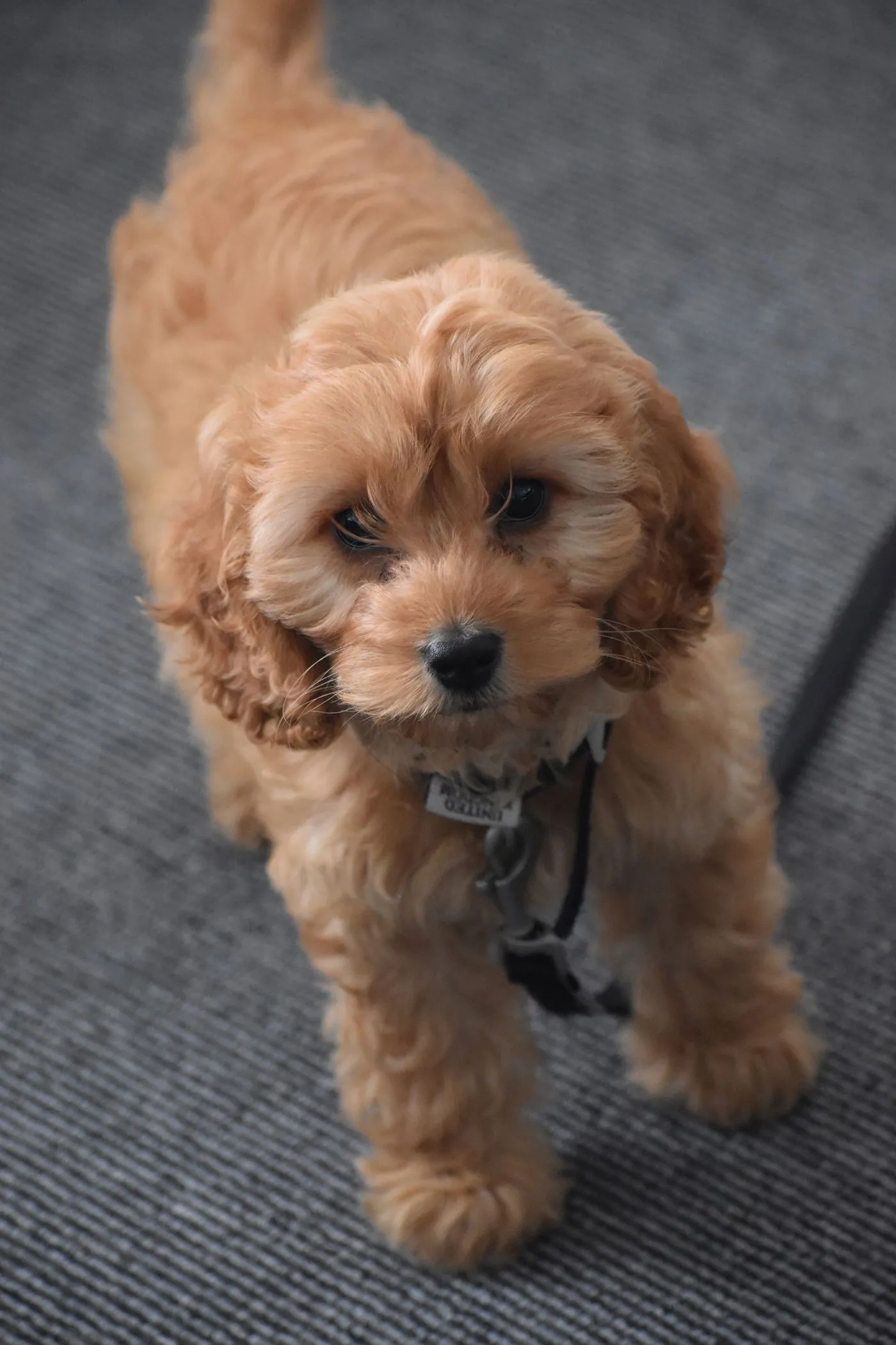 Apricot cockapoo with a soft, fluffy, freshly groomed curly coat and bright eyes