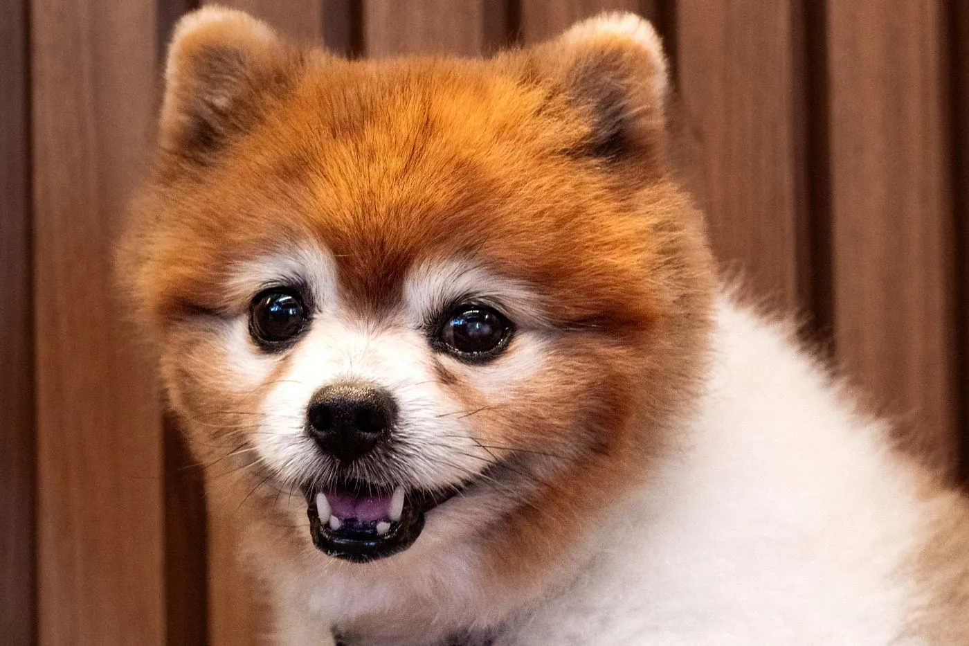 Fluffy pomeranian with a clean, full coat and a happy smile after a de-shedding treatment