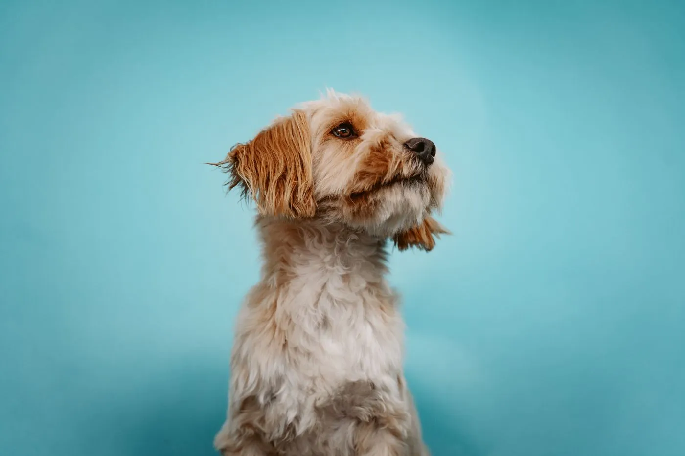 Young puppy looking calm and content with a soft coat after a gentle first groom