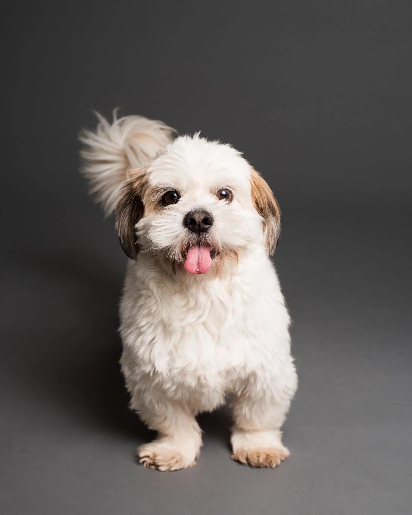 Bright, clean shih tzu with a neat coat and a happy, open-mouthed expression after grooming