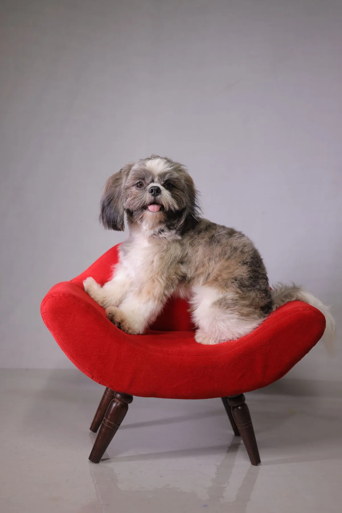 Freshly styled shih tzu with a tidy face and soft coat, perched happily on a red velvet chair