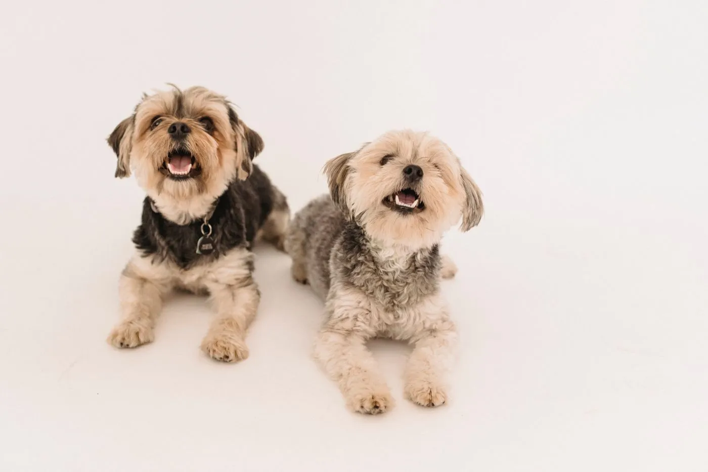 Two freshly groomed small terriers looking bright, soft and happy after a bath and brush