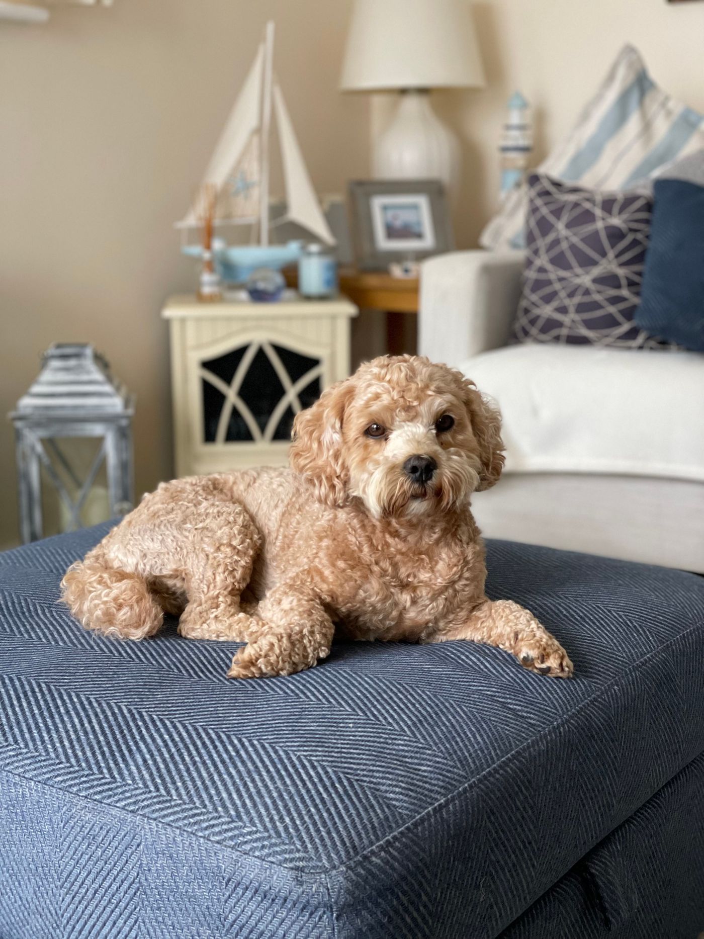 Happy apricot cockapoo relaxing with a soft, freshly groomed coat