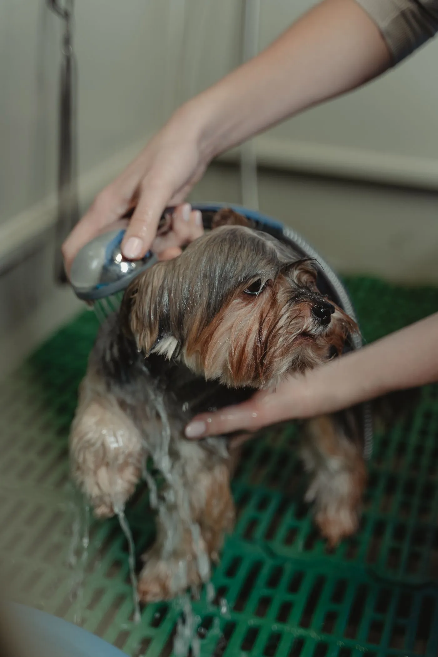 Small dog being gently washed with a shower head on a grooming mat