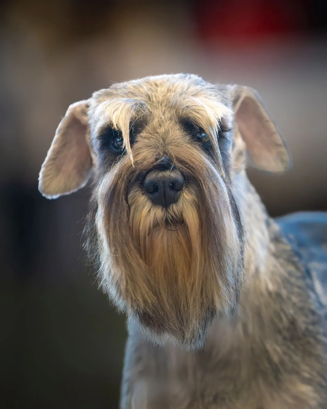 Smartly hand-stripped miniature schnauzer with a neat beard and eyebrows