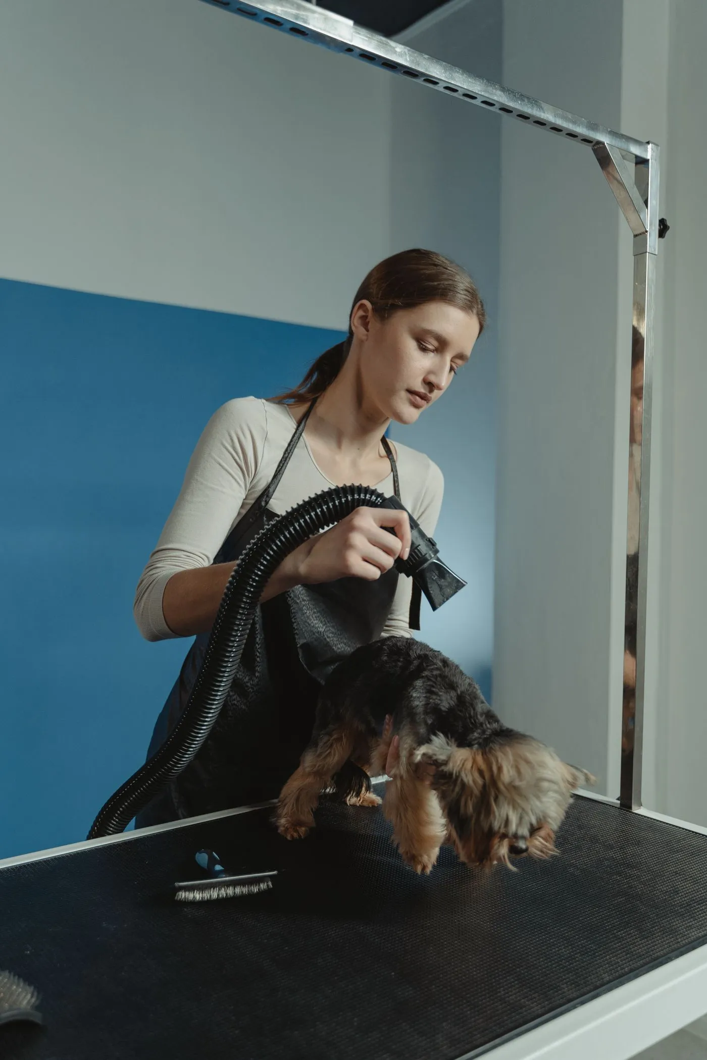 Groomer using a high-velocity dryer to lift a dog's coat during a de-shedding treatment
