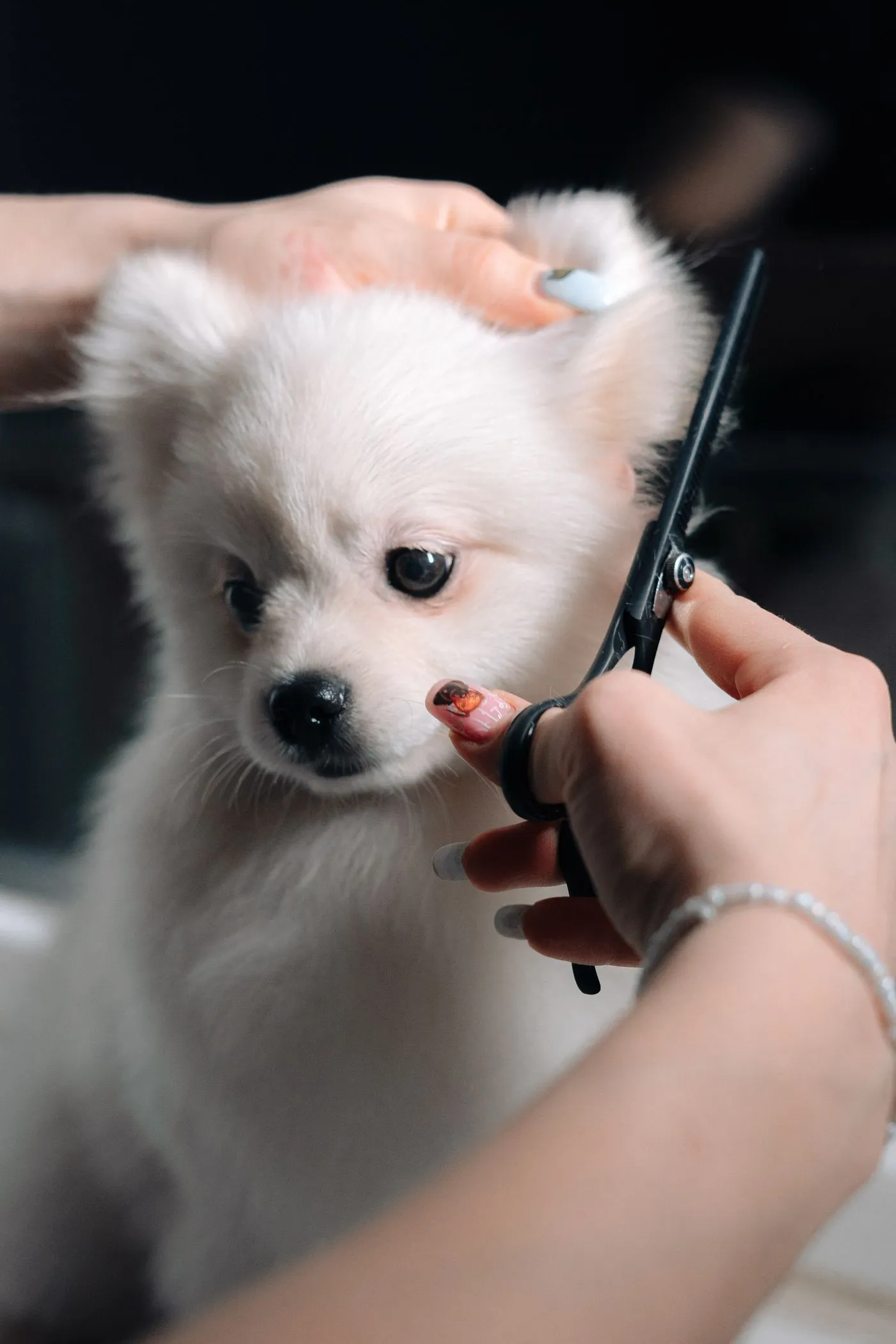 Groomer hand-scissoring a small dog's coat during a full groom