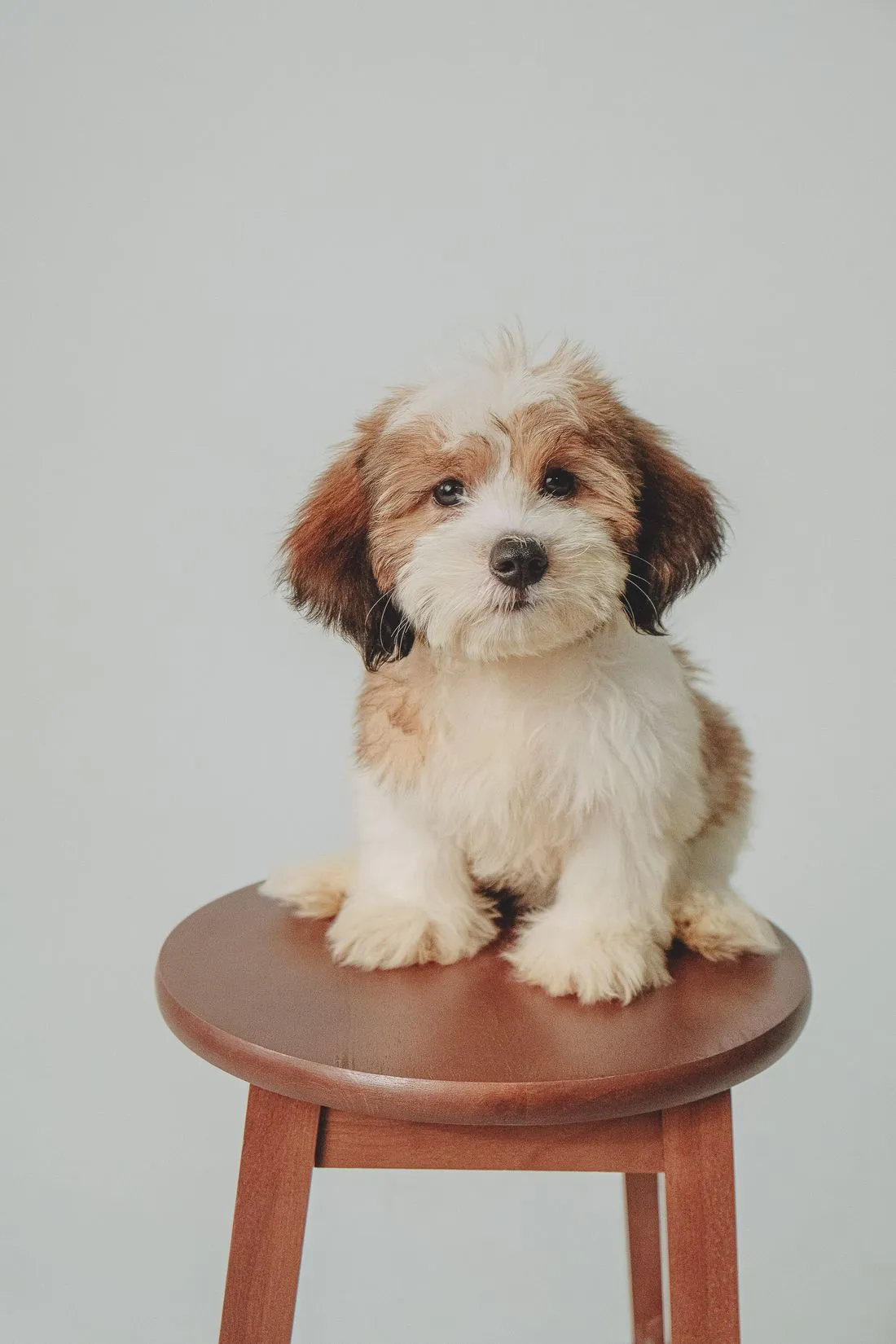 Fluffy cream puppy sitting calmly on a stool after a gentle first groom